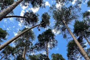 Фотография городского квеста Ботанический сад. Прогулка сквозь эпоху от компании Ubego (Фото 1)